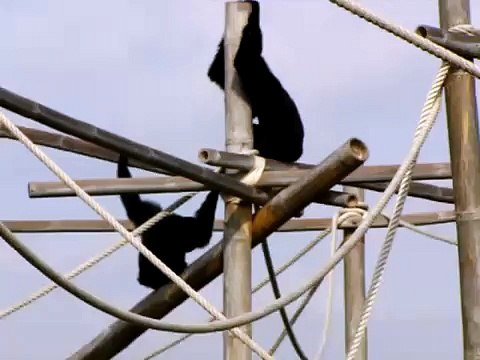 Singing Gibbons