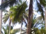 Monkey harvesting coconuts