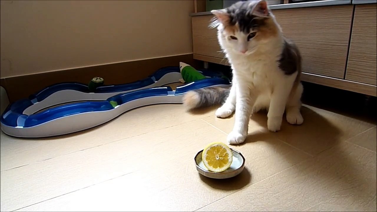 レモンと戦う -Lemon Fighter-