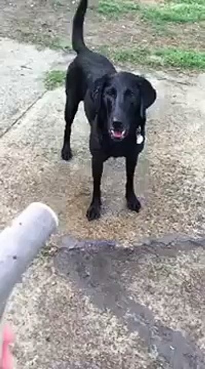 Maddie vs. the water hose