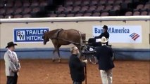 Im Suddenly Sleepy - 2013 AQHA World Show