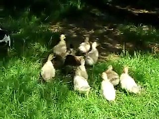 patos en el campo grabados por walter manriquez gebert villarrica pucon chile