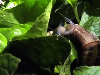 Snails French Kiss! Romance in nature! Unbelievable