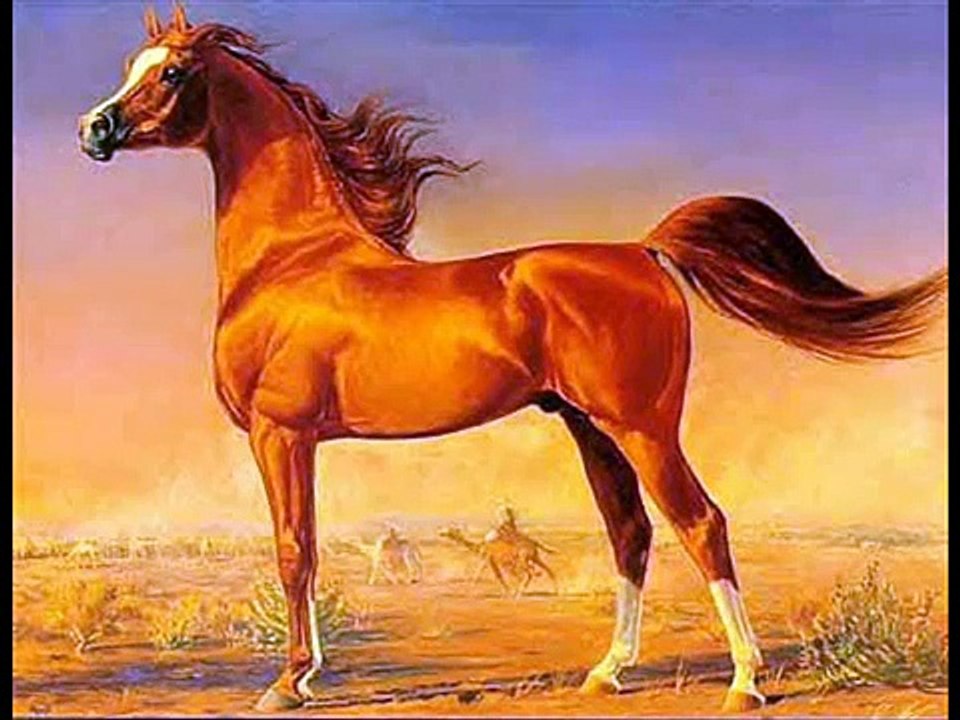 Arab horse tribute