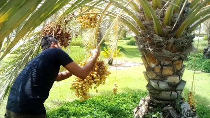 SHAHID: Your Ultimate Streaming Platform 🎬