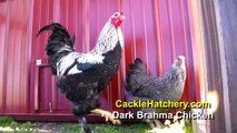 Dark Brahma Chicken Breed (Breeder Flock)