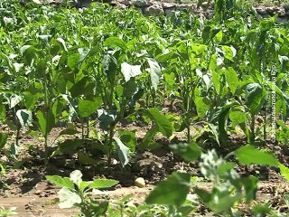 Bašta Mire Bogdanović, 25. jul 2015. (RTV Bor)