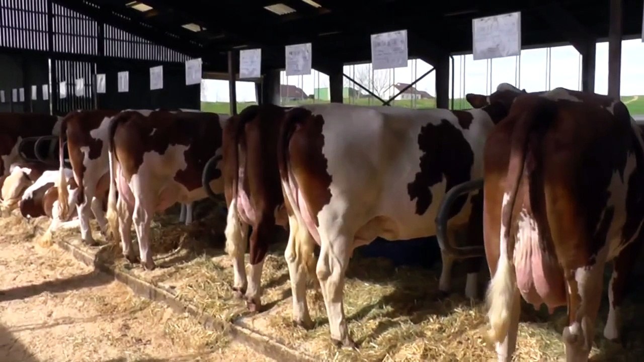 Gaec Vivieroche - La Rochelle - France