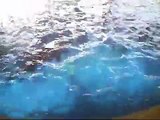 sonidos de delfines (sounds of dolphins)