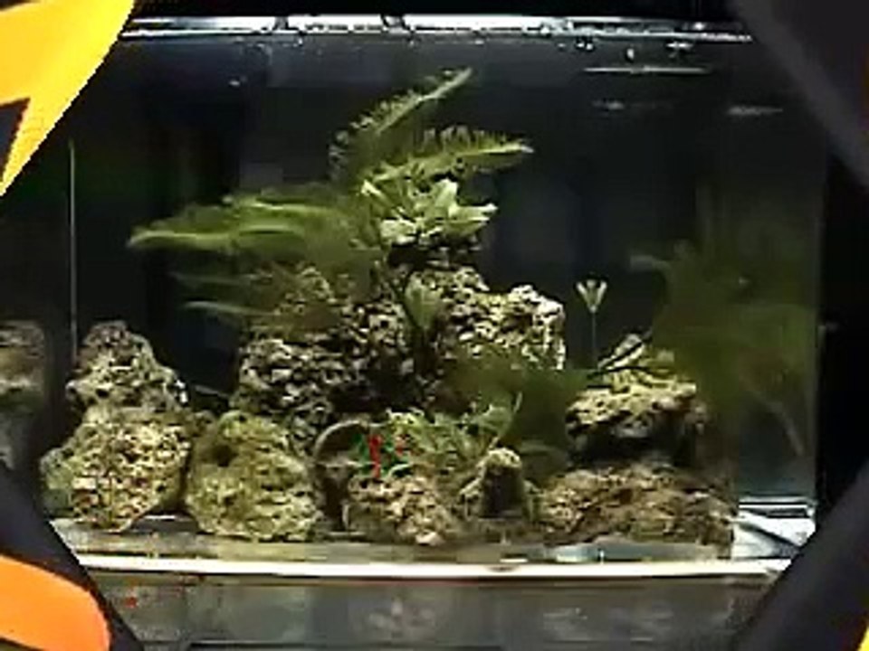 Oscar The Octopus