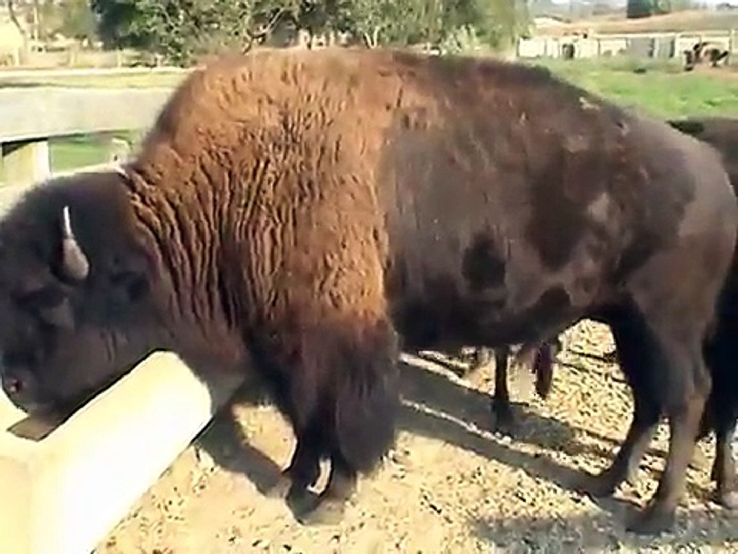 The Buffalo at Buffalo Bill Cody Homestead