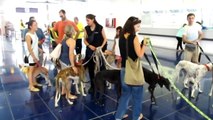 Progetto Galgo Onlus,9 Galgo in viaggio verso casa