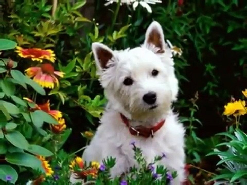 West Highland White Terrier...ou simplesmente Westie!!!