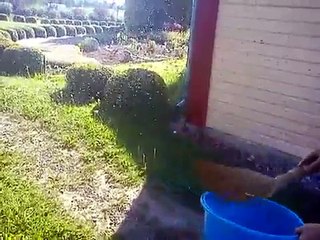 Name vėl apsigyveno bitės