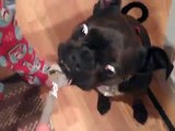 Funny Dog Eating Peanut Butter