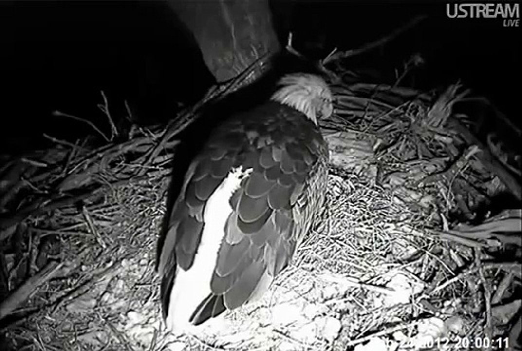 Decorah Eagles 2-24-2012 8:05 pm Third Egg