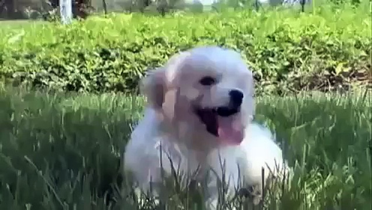 Dogs 101 - Cavachon