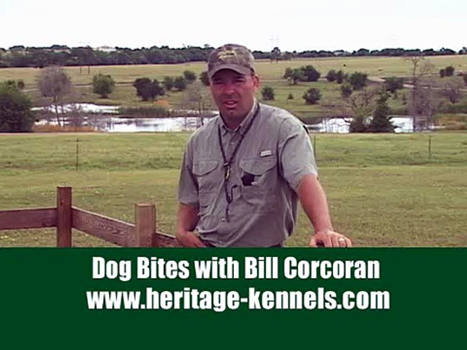 Dog Bytes 3