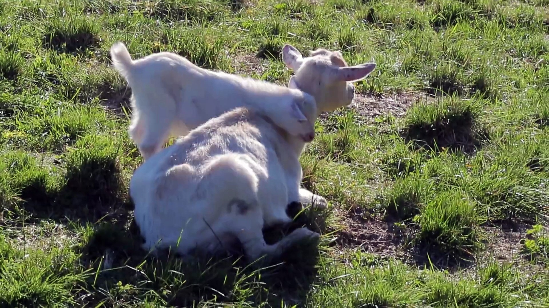 Bebe Chevre Embete Sa Maman Trop Mignon Video Dailymotion