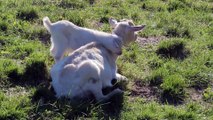 Bébé chèvre embête sa maman - Trop mignon