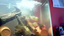 Mega Piranha - Mouse Trap