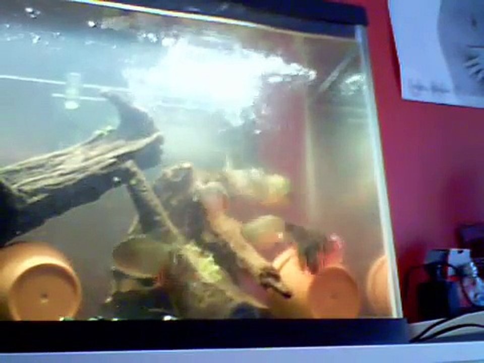 Mega Piranha - Mouse Trap