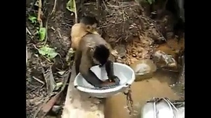 Animal Doing things like Humans in Real - Funny Video