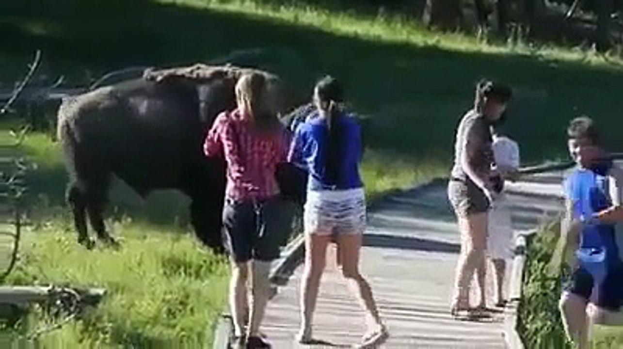 When Animal Do funny thing with humans