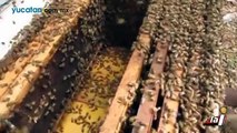Apicultores de Tzucacab realizan la primera cosecha de miel