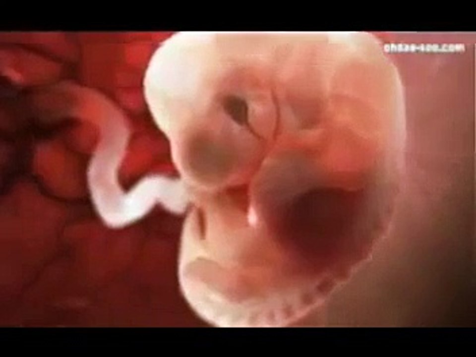 Quick video of stepwise growth of the embryo...
