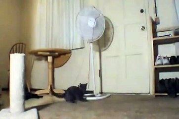 Homemade Automated Cat Toy