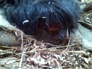Mieke, het hoefbevangen Belgische Trekpaard