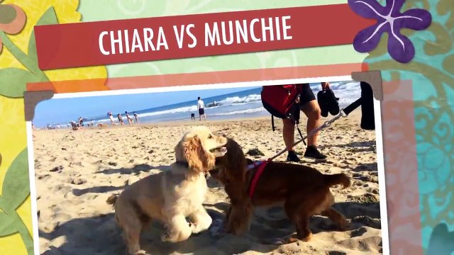 Puppies Wrestling & Boxing - girl vs boy