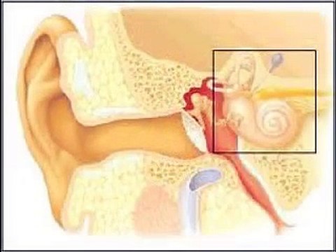 Sistema locomotor: Huesos, músculos, articulaciones y tendones.