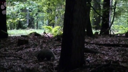 An der Dachsburg Teil I