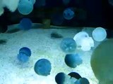 Long Beach Aquarium Jelly Fishes