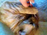 Katze putzt zähne :) cat brushing teeth