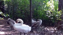 Mute Swans and Cygnets at Mass Audubon Stony Brook