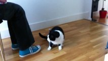Clever cat does 6 tricks! Better than a dog!
