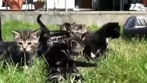 Best funny animal videos compilation 2014 Funny Cats and Kittens Meowing Compilation 2014 LZ 7qvoiJ5