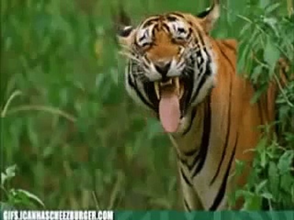 FUNNY ANIMAL VIDEOS 2014