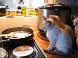 Bengal Kittens (Cooks Little Helpers )