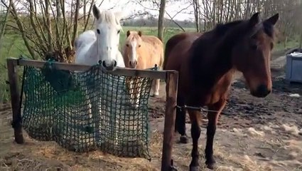 Winter is over! Time to give the grass back to the horses