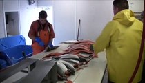 Salmon Country:: Alaska:: Protecting Fisheries