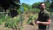 The Green Side of the Fence: Urban Gardening in Boston.mov