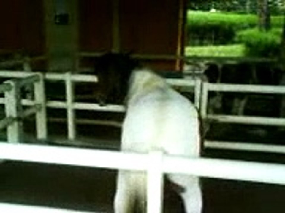 pony shake butt