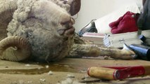 Inside the US Wool Industry: Sheep Maimed, Cut and Left to Die