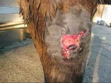 Dog  Attack  on Horse 15 days into recovery progress filmed by Twombly Publishing