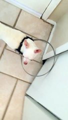 Blind dog no longer has to bump into things thanks to inventive owner