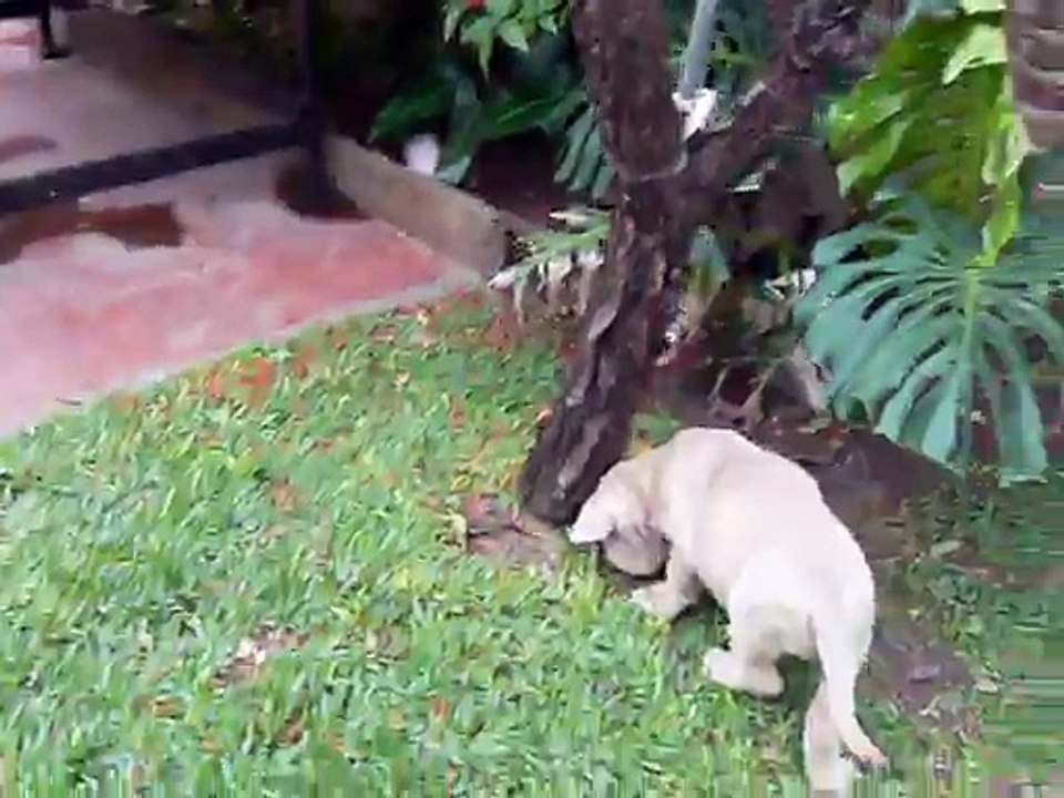Mastino napoletano puppies Del Volyniano kennel